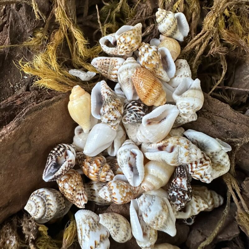 Mini Búzios Naturais 10X15 MM 50 gramas  – Conchas do Mar